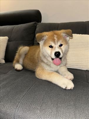 Akita inu, štenci 