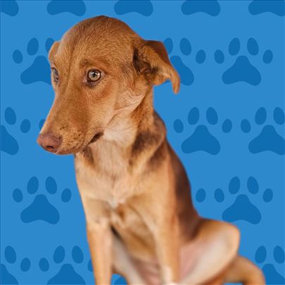 Udomljava se Čokoladica