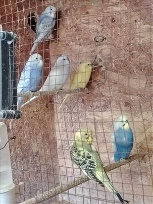 Mlade zdrave tigrice poletarci