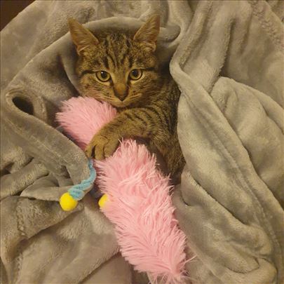 Poklanjamo umiljate mačiće i mačke, vakcinisane