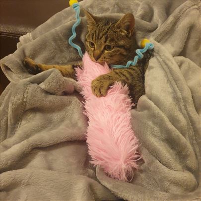 Poklanjamo umiljate mačiće i mačke, vakcinisane