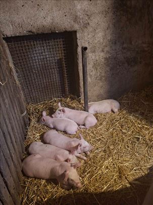 Prasići rezervacija