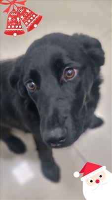 Predivna ženkica traži dom