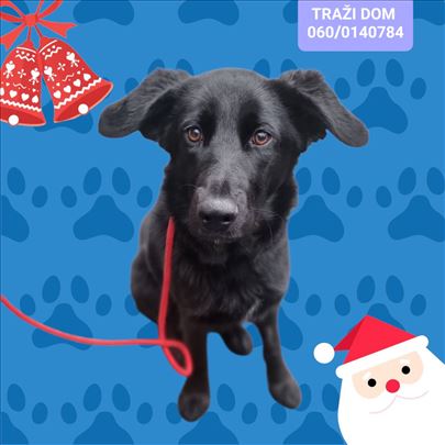 Predivna ženkica traži dom