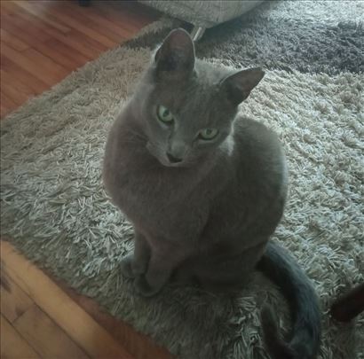 Ruska plava, veteran