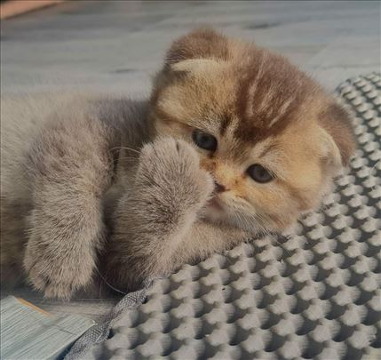 Škotski fold, mače