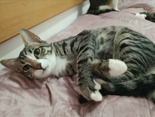 Tobi traži stalni dom 