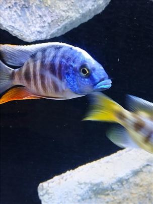 Africki Malawi ciklidi nonmbune