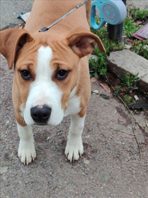 Američki stafordski terijer, štene