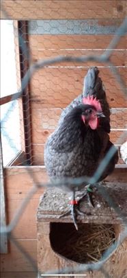 Australorp pilici crni plavi beli spleš