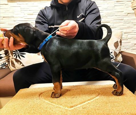 Doberman , štene