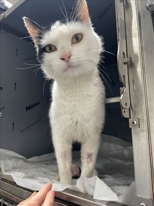 Lepa Lola traži dom