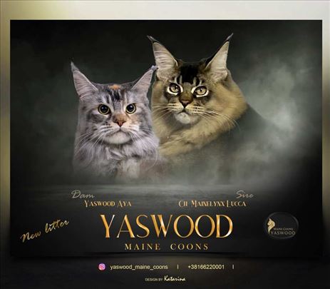 Maine Coon macici vrhunskog porekla