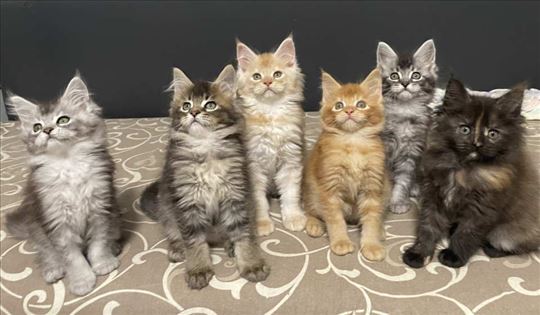 Maine Coon macici vrhunskog porekla