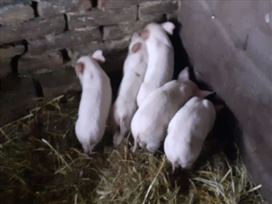 Mali prasici na prodaju