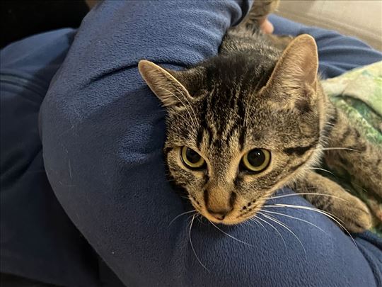 Beba mače iz Bg hitno treba dom