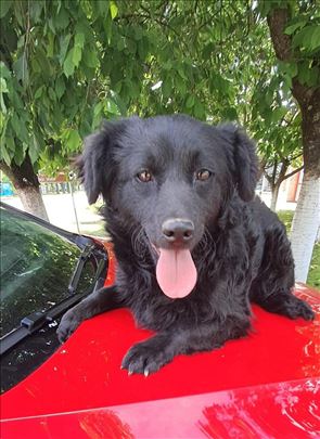 Mešanac, mlad pas, prelepe okice