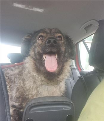 Mešanac, odrastao pas