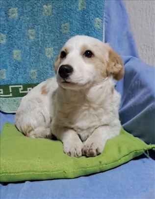 Mešanac, štene, medenko