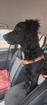 Mešanac, štene, nežna i odana