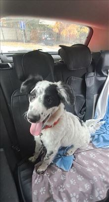 Mešanac, štene, poseban 