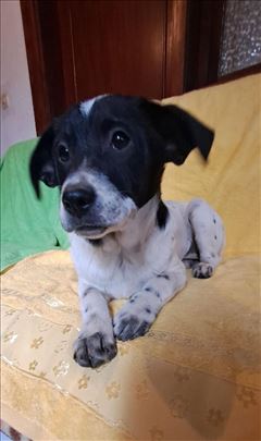 Mešanac, štene, tužne oke