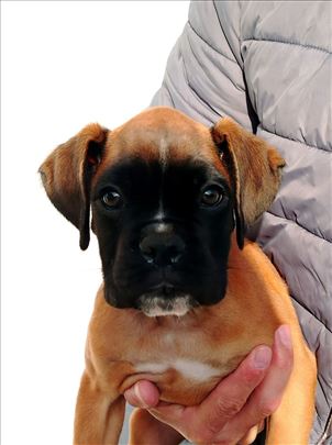 Nemački bokser, štene