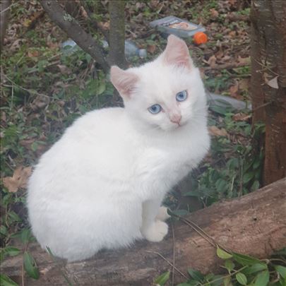 Poklanjamo umiljate mačiće i mačke, vakcinisane