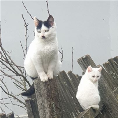 Poklanjamo umiljate mačiće i mačke, vakcinisane