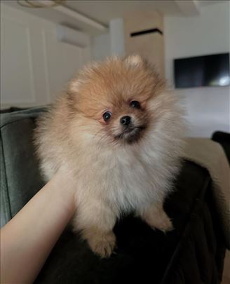 Dostupna mini boo pomeranka, ženka🤍