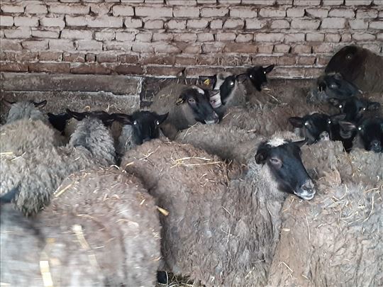 Stado romanovskih ovaca