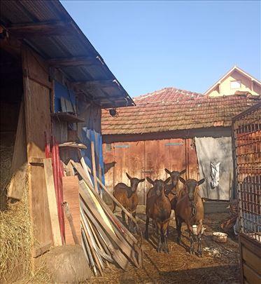 Alpske koze na prodaju