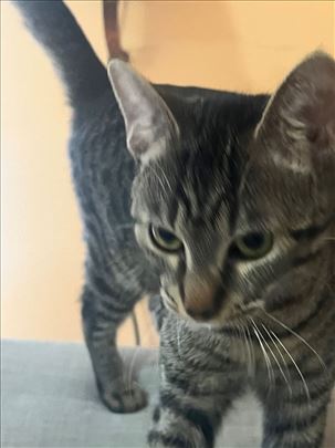 Beba mače iz Bg hitno treba dom 