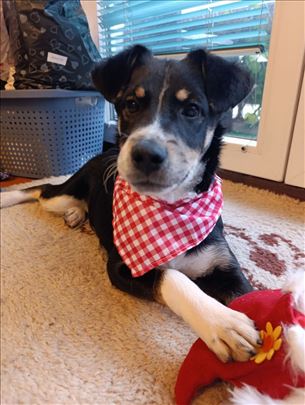 Buca - stene trazi dom