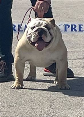 Buldog, odrastao pas