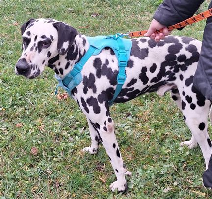 Dalmatinski pas , mlad pas