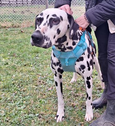 Dalmatinski pas , mlad pas