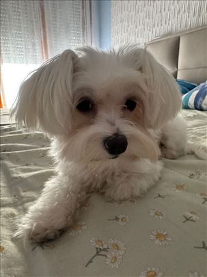 Maltezer, 2 godine, za parenje