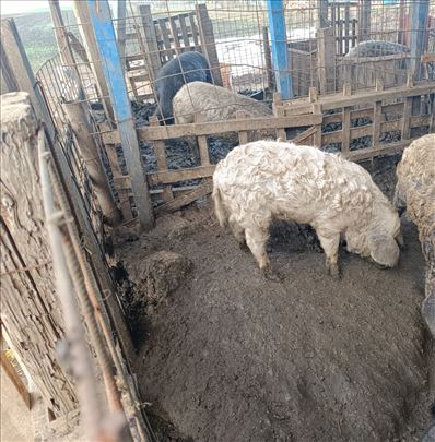 Mangulice u čistoj rasi