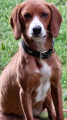 Mikica traži topao dom