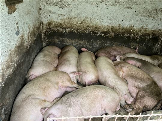 Na stanju 3 tovljenika (moguce usluzno klanje)