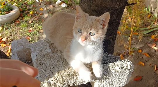 Poklanjamo slatke mace stare 3 meseca