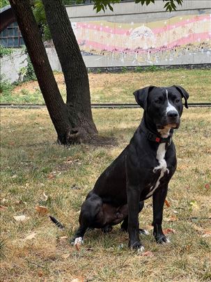 Pit bul terijer, mlad pas