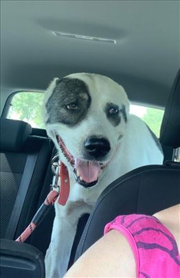 Srednjeazijski ovčar, odrastao Pas, predivna 