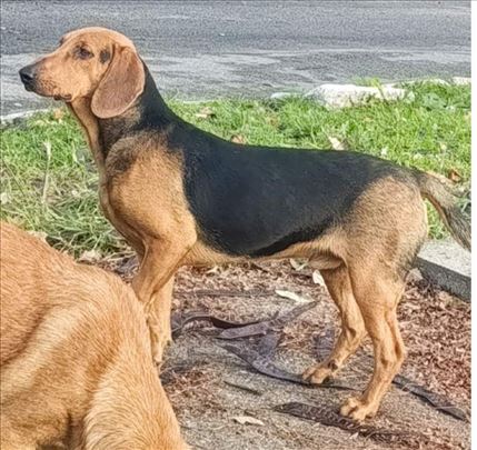 Srpski gonič, Janko trazi dom