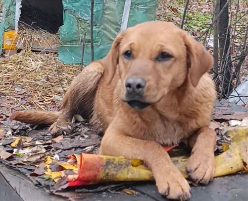 Suncica, stene se udomljava