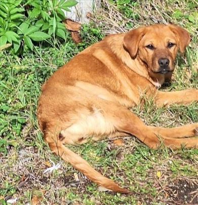 Suncica, stene se udomljava