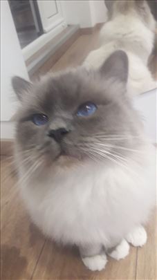 Sveta Birmanska , odrasla mačka