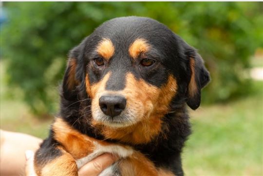 Zoki,slatki medvedic trazi dom