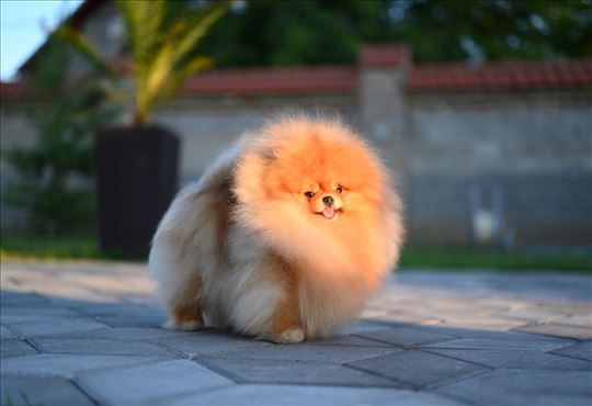 Cistokrvni VIP Pomeranci najviseg kvaliteta